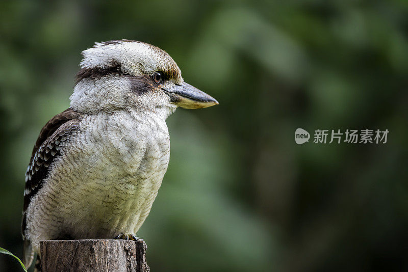 笑翠鸟 (Dacelo novaeguineae)